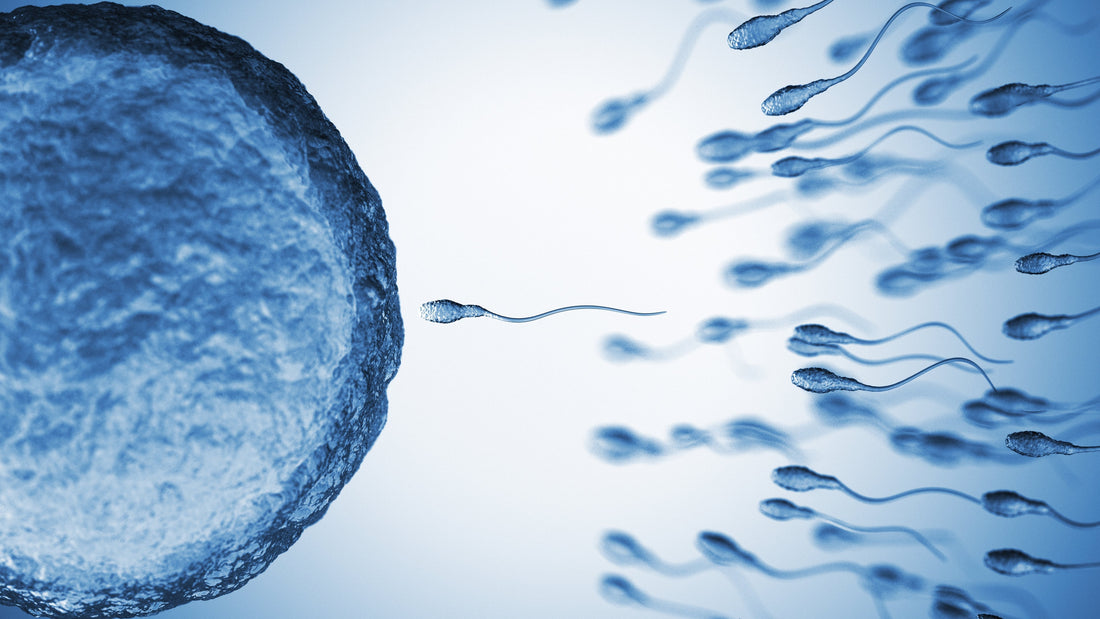 Step-by-Step Guide to Fresh Semen Artificial Insemination in Dogs