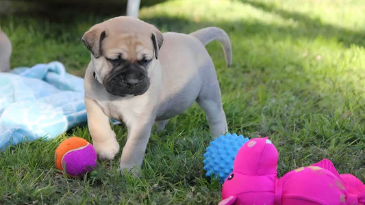 How to Choose the Right Toys for Your Puppy Pack