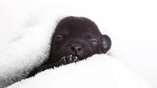 Recognising and Managing Hypothermic Puppies
