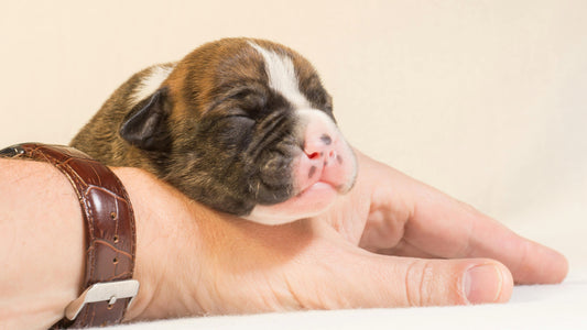 Monitoring Neonatal Puppy Hydration: Signs, Risks, and Interventions