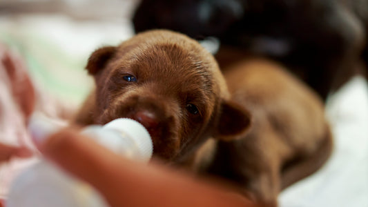 Nurturing Feeding Sessions for Puppies