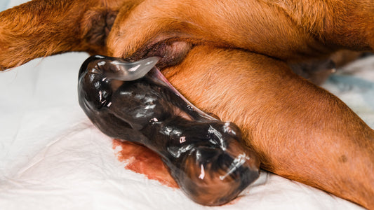 Understanding the Stages of Labour in Dogs: A Guide for Breeders