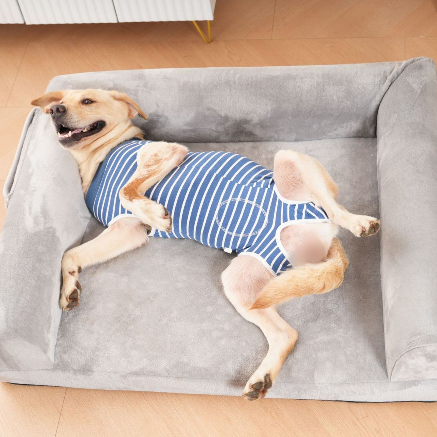 Dog wearing a blue striped recovery suit lying on a gray pet bed.