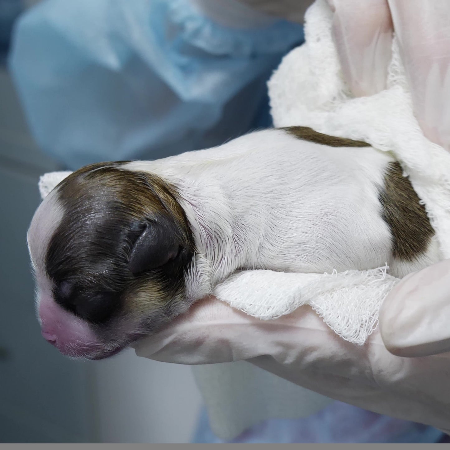 Newborn puppy wrapped in a towel, held by a person wearing gloves.