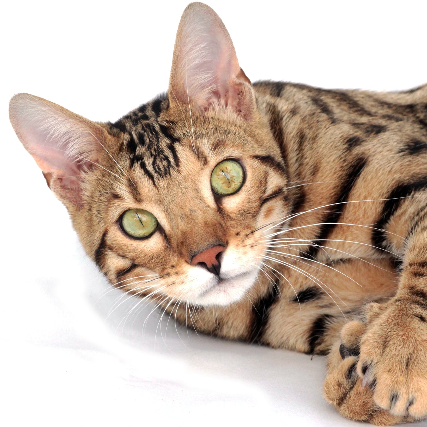 Cat with green eyes and brown fur on a white background