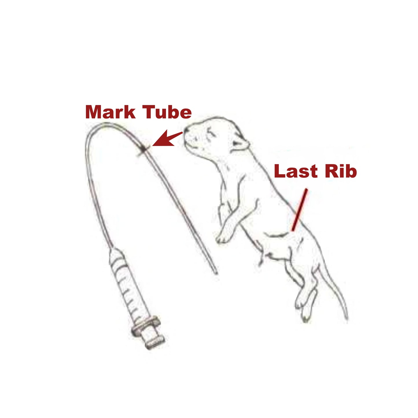 Diagram showing how to measure a feeding tube for a puppy