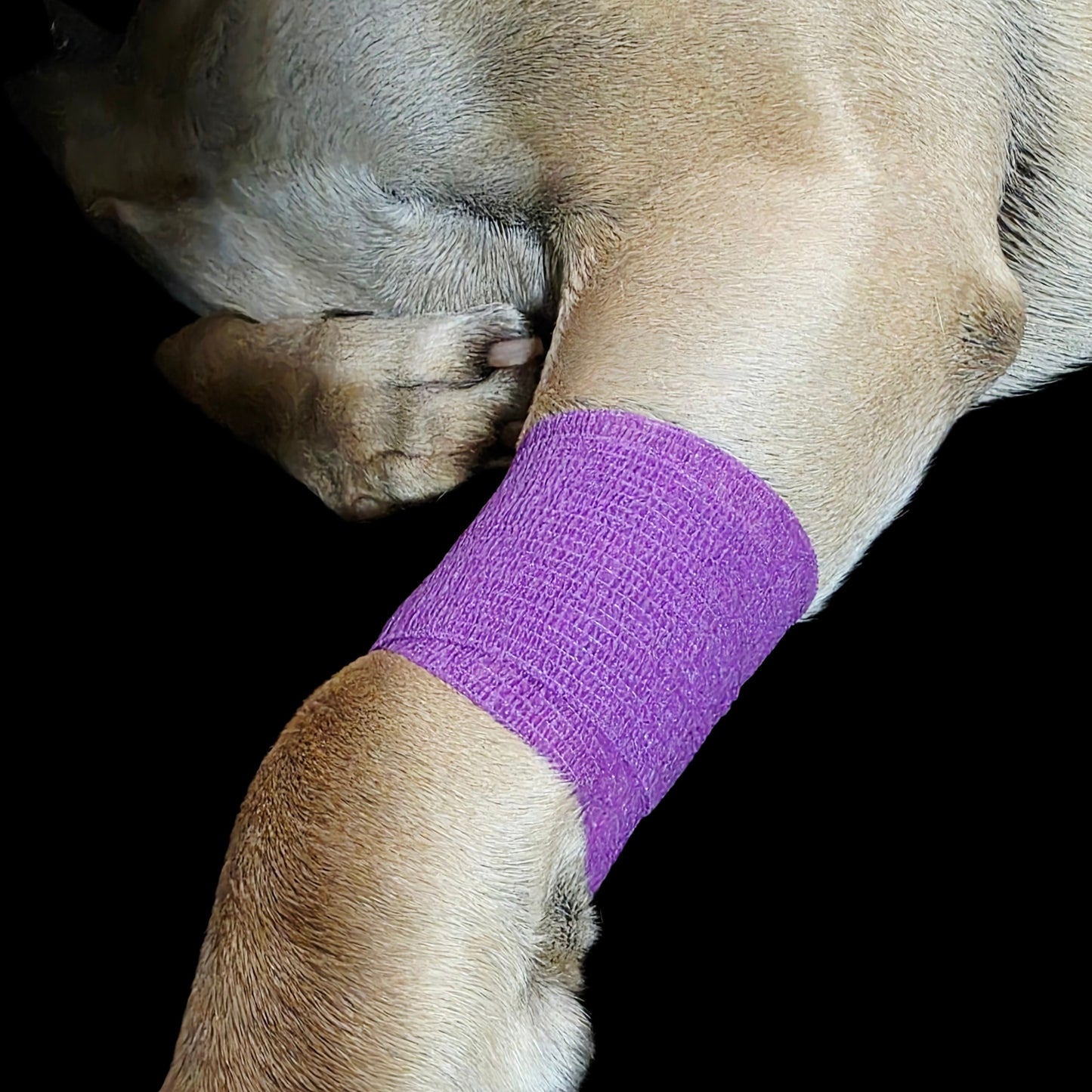 A close-up of a dog's front leg wrapped in a bright purple Genia Bitter Cohesive Bandage, set against a solid black background.