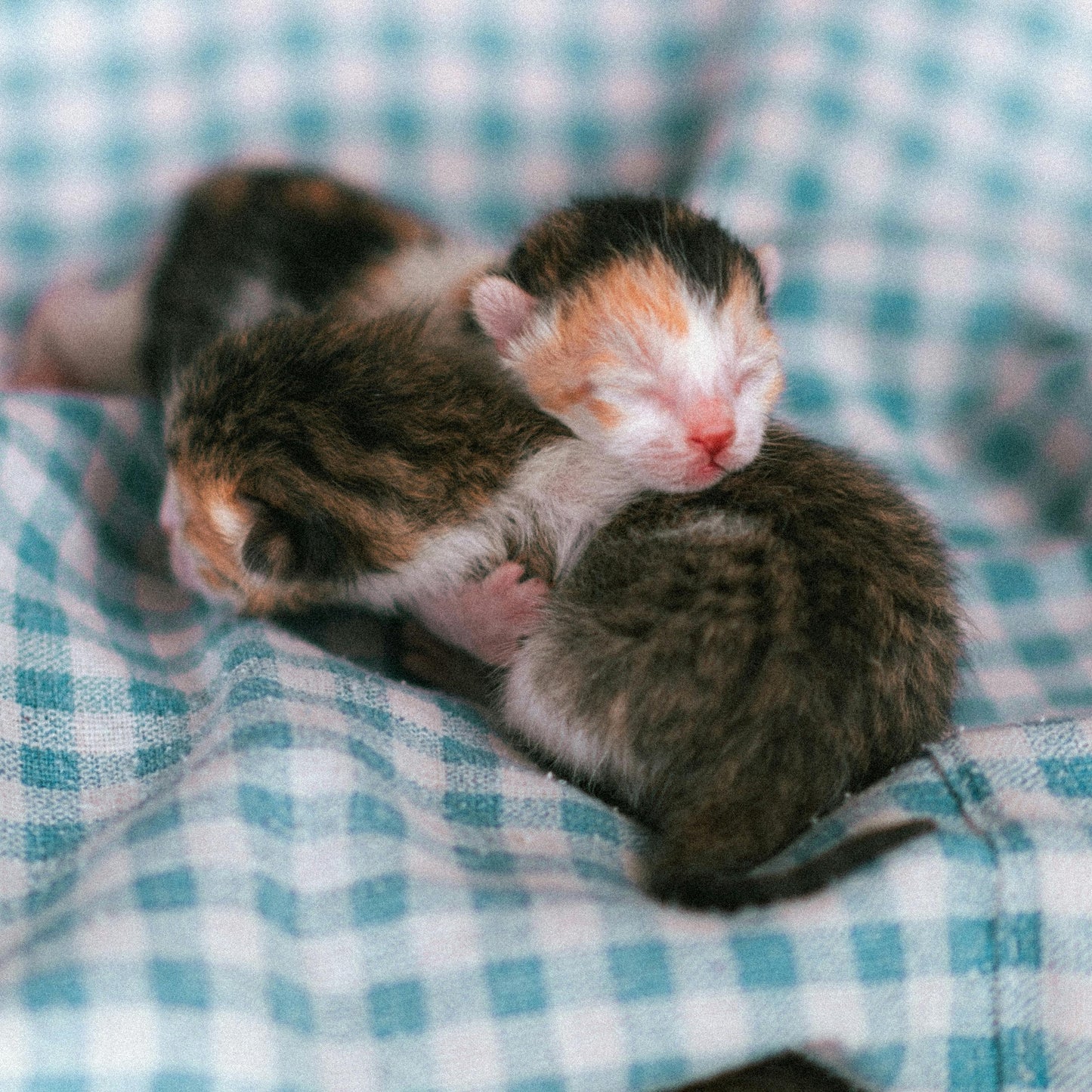 Mosquito Forceps Straight Sterile 12.5cm Hemostat