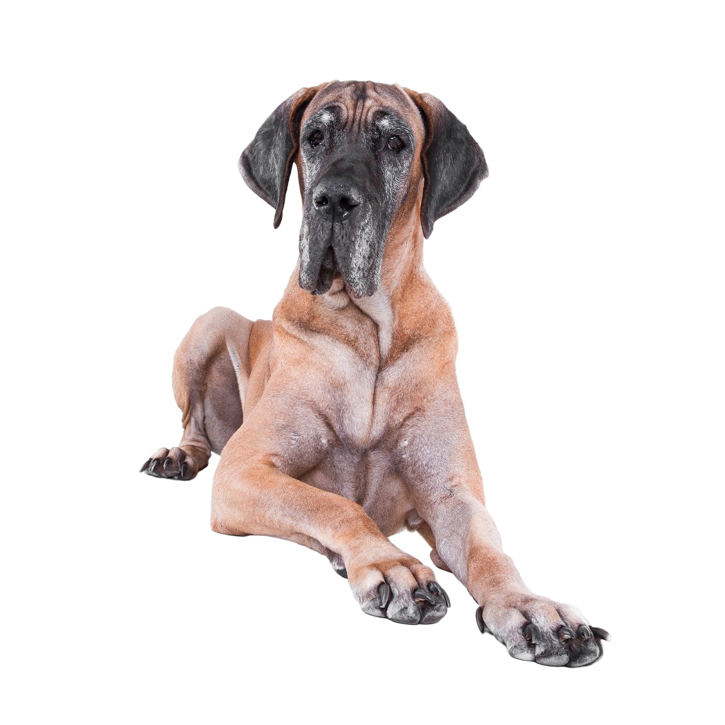 Great Dane lying down on a white background