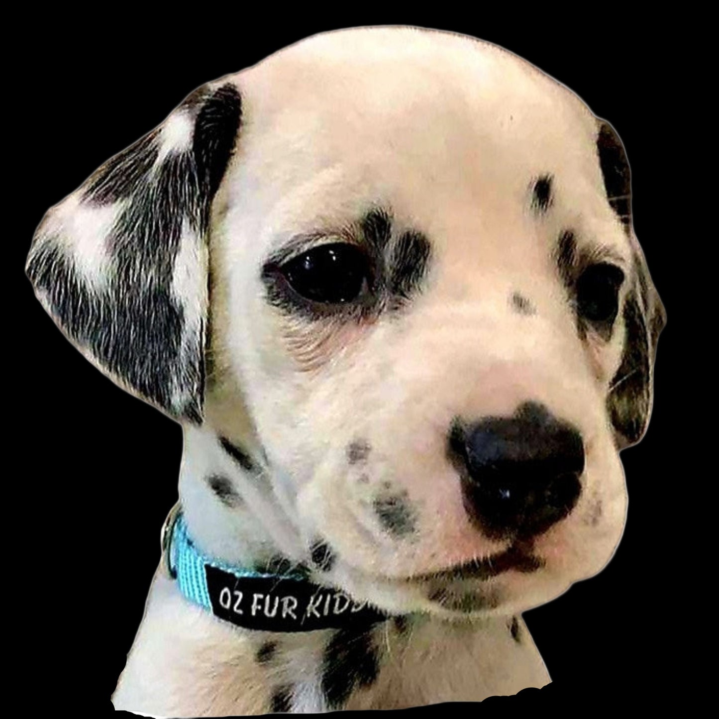 Close-up of a Dalmatian puppy wearing a blue Oz Fur Kids collar