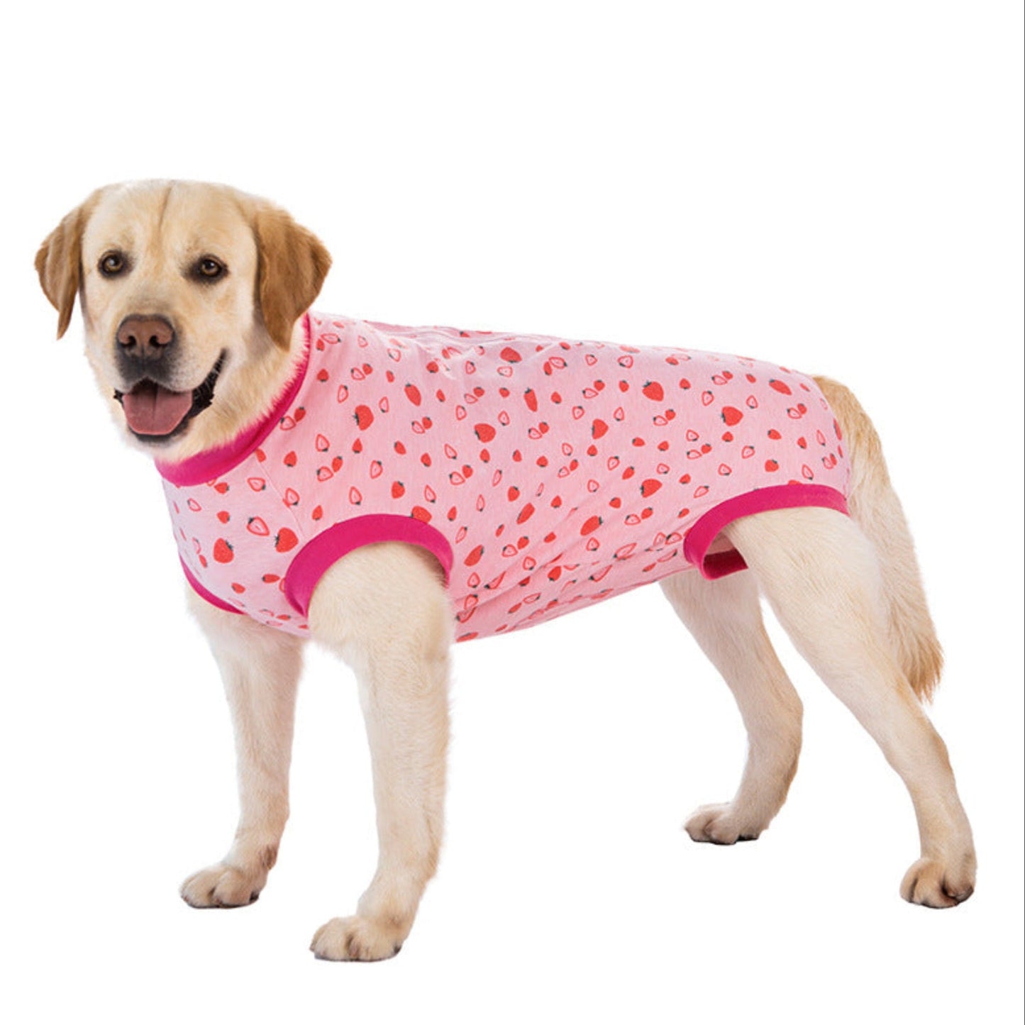 Dog wearing a pink patterned surgical recovery suit on a white background
