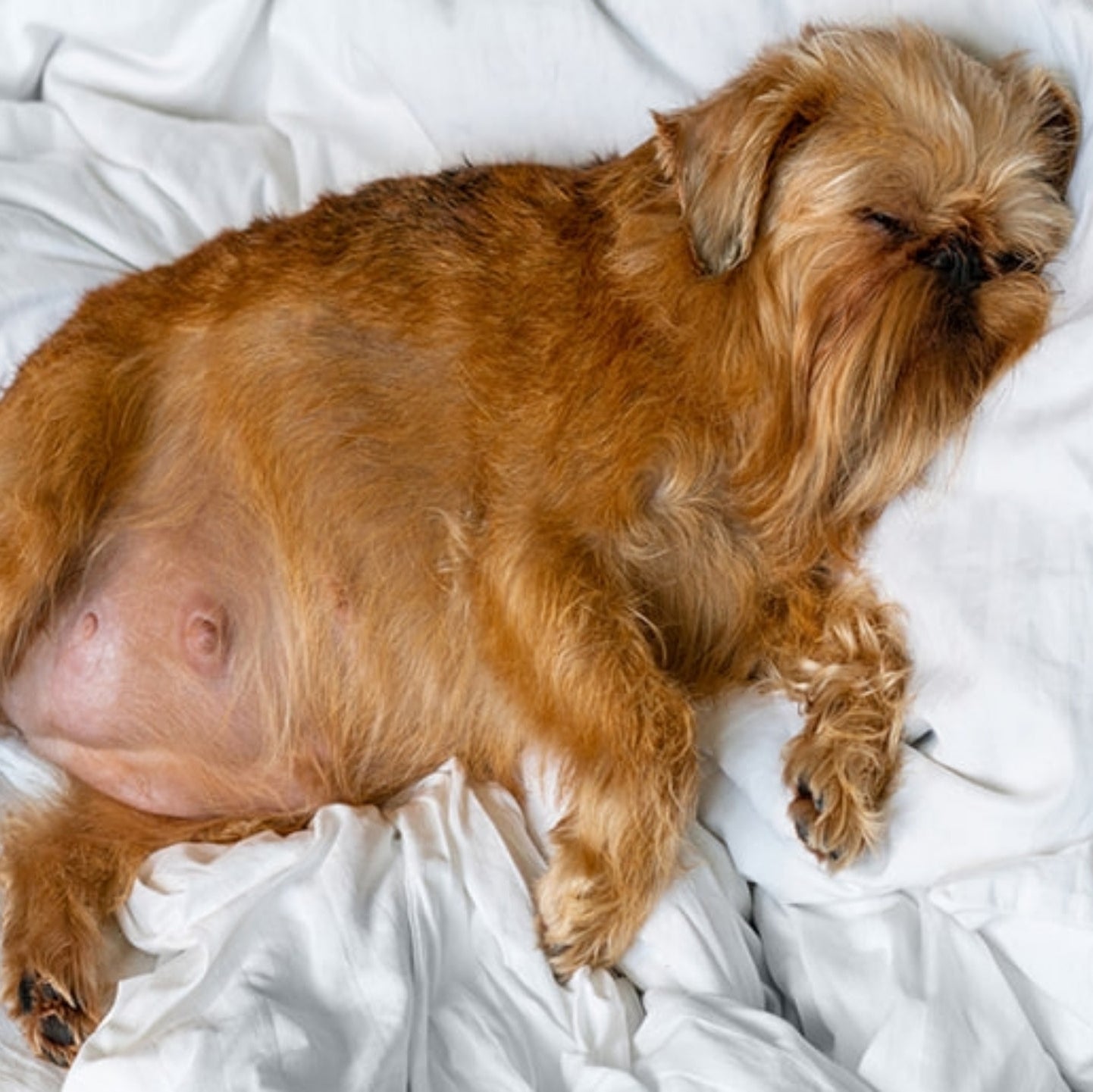 Pregnant dog lying on a white blanket