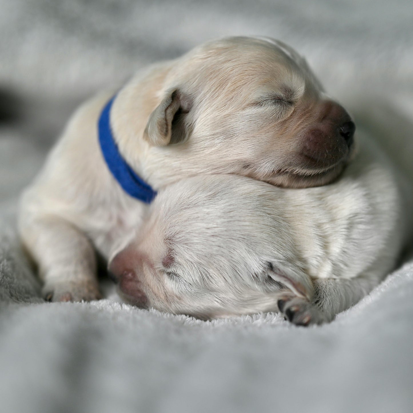 Newborn puppy sleeping on a soft surface with a blue velcro collar.