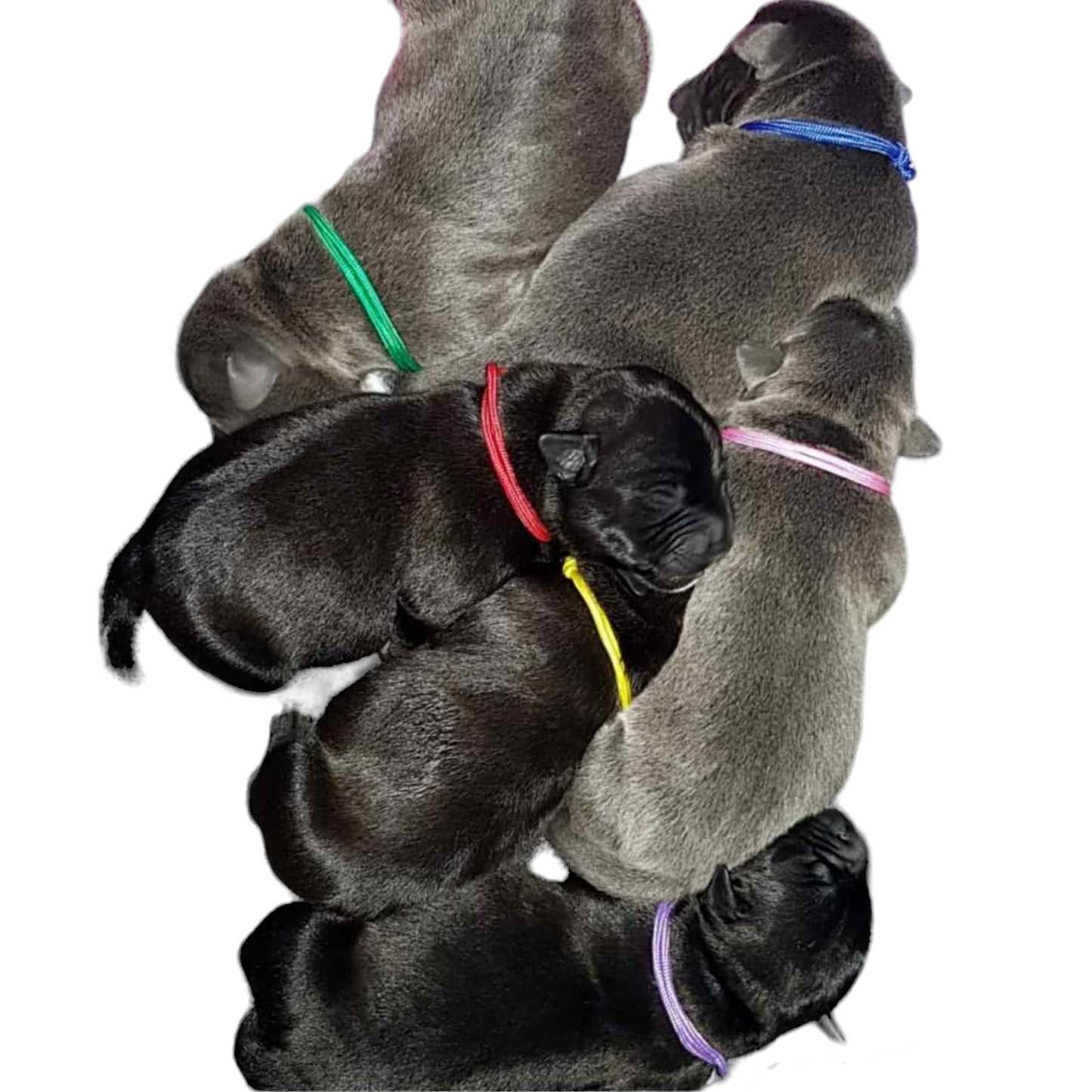 Puppy ID Collars - Paracord