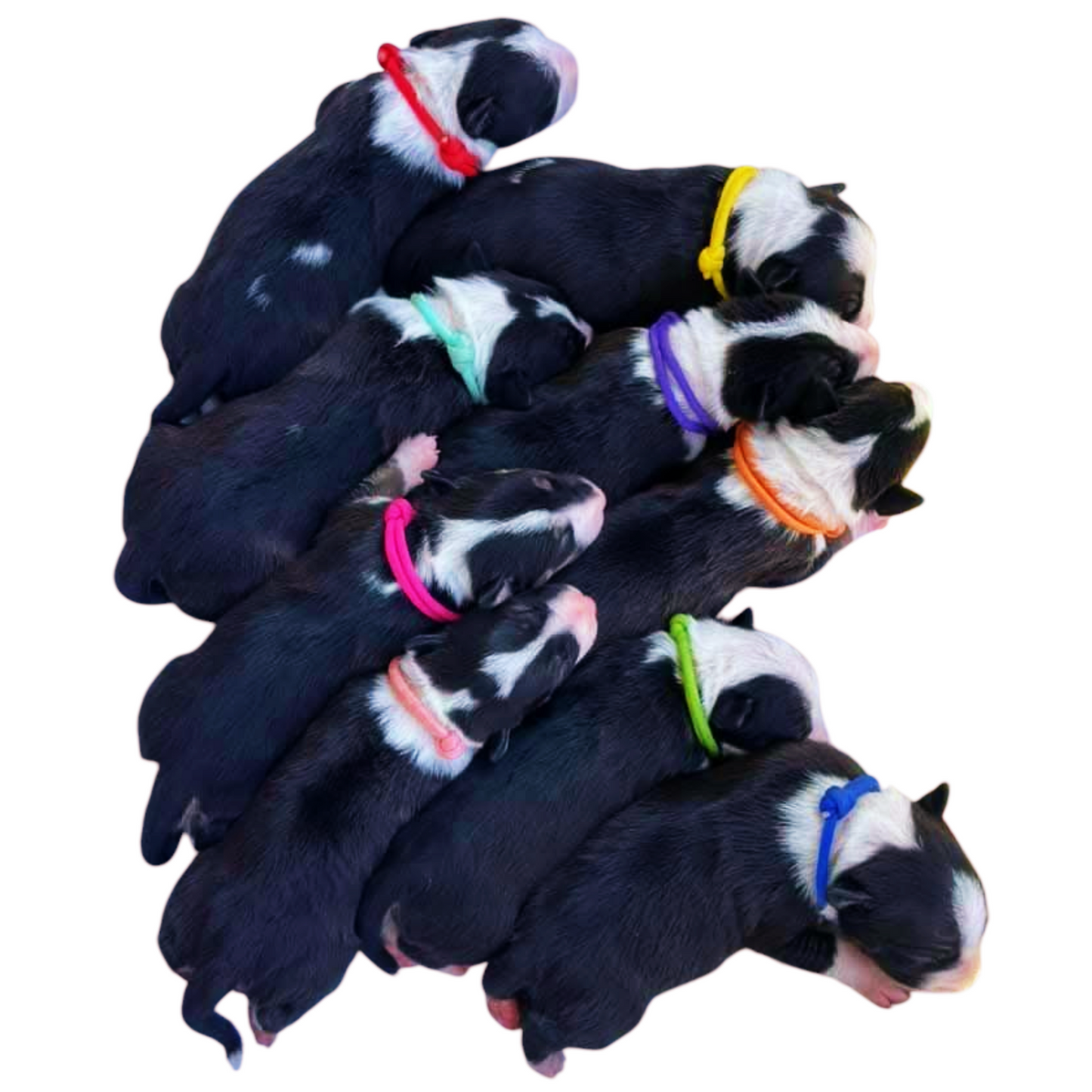 Puppy ID Collars - Paracord