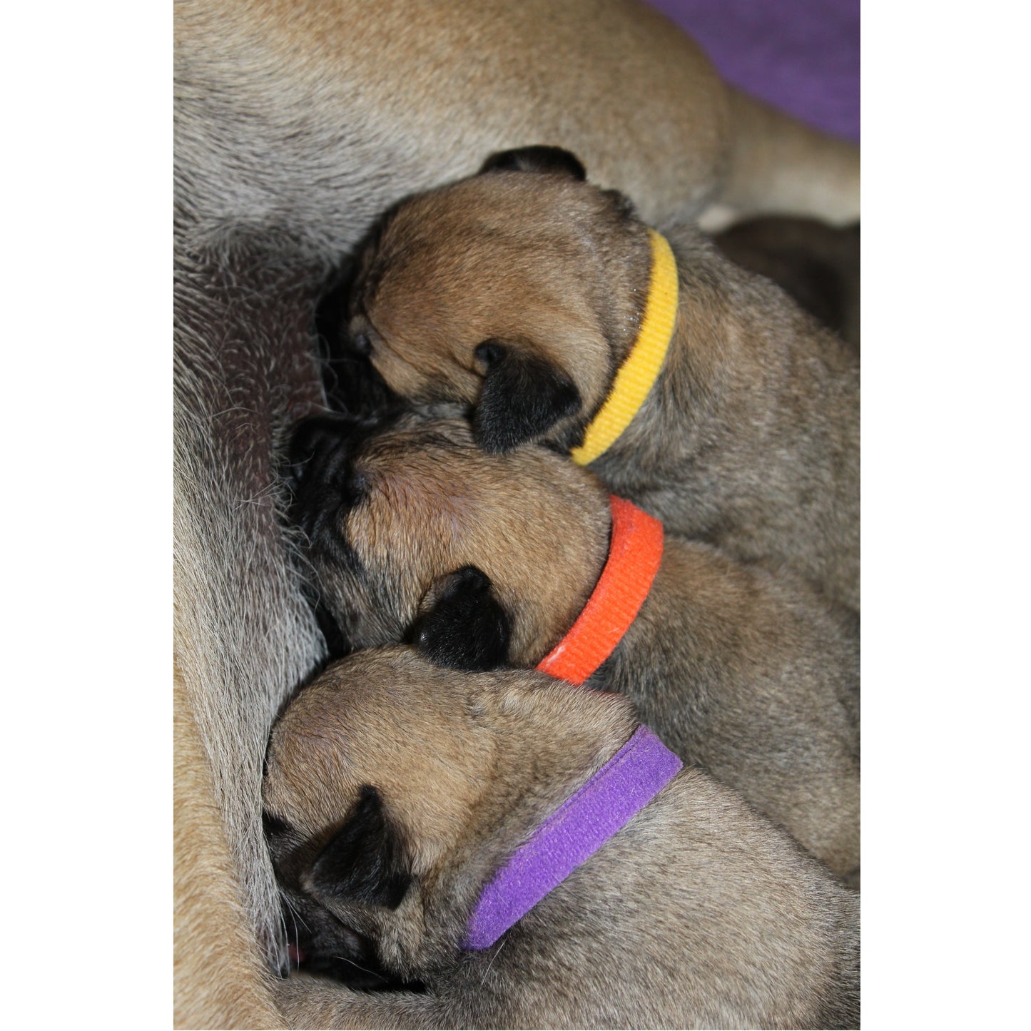 Velcro Puppy ID Bands Set of 15