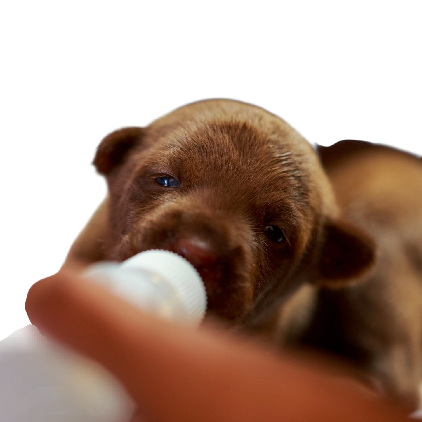 Brown puppy drinking from a bottle full of milk on a white background