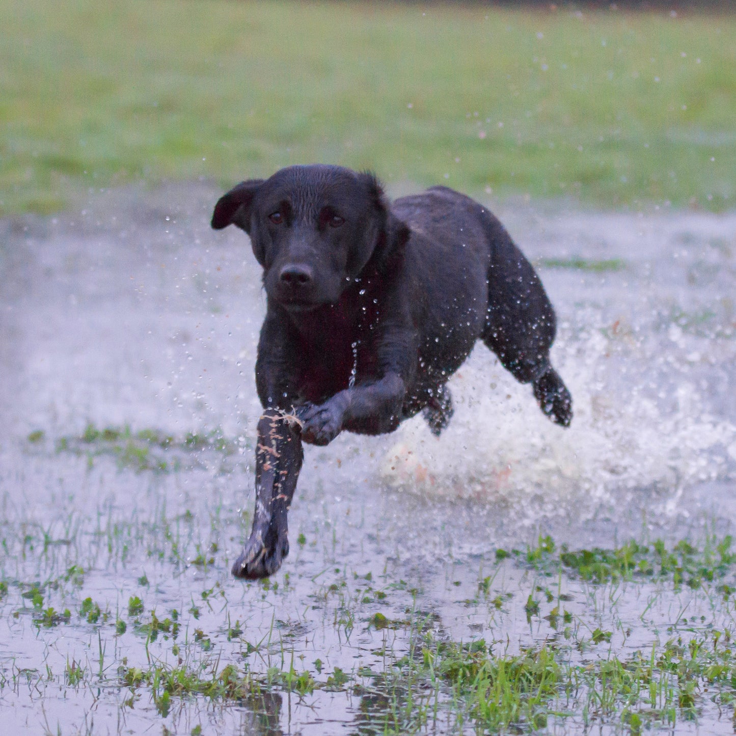 Black dog running through water in a grassy area