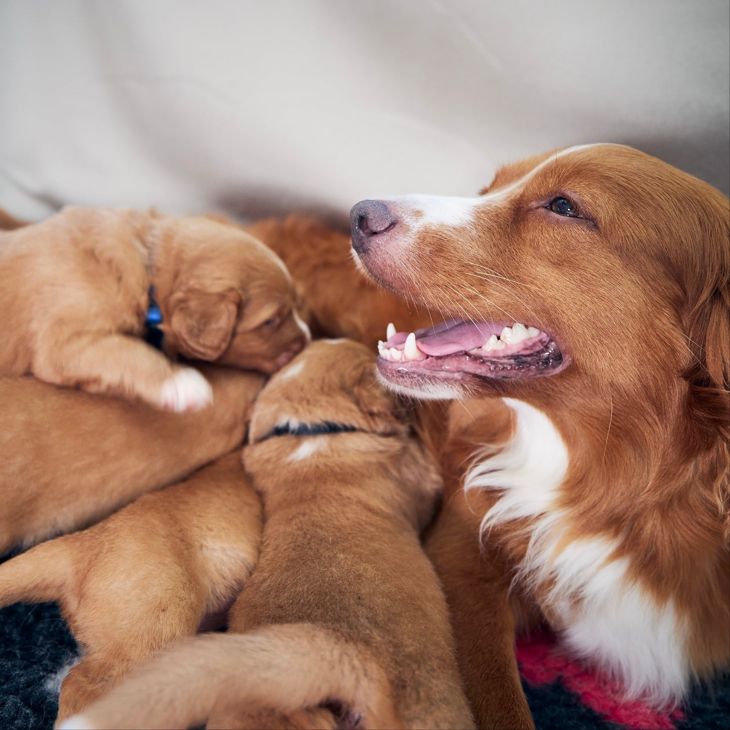 Mother dog with her puppies on a blanket