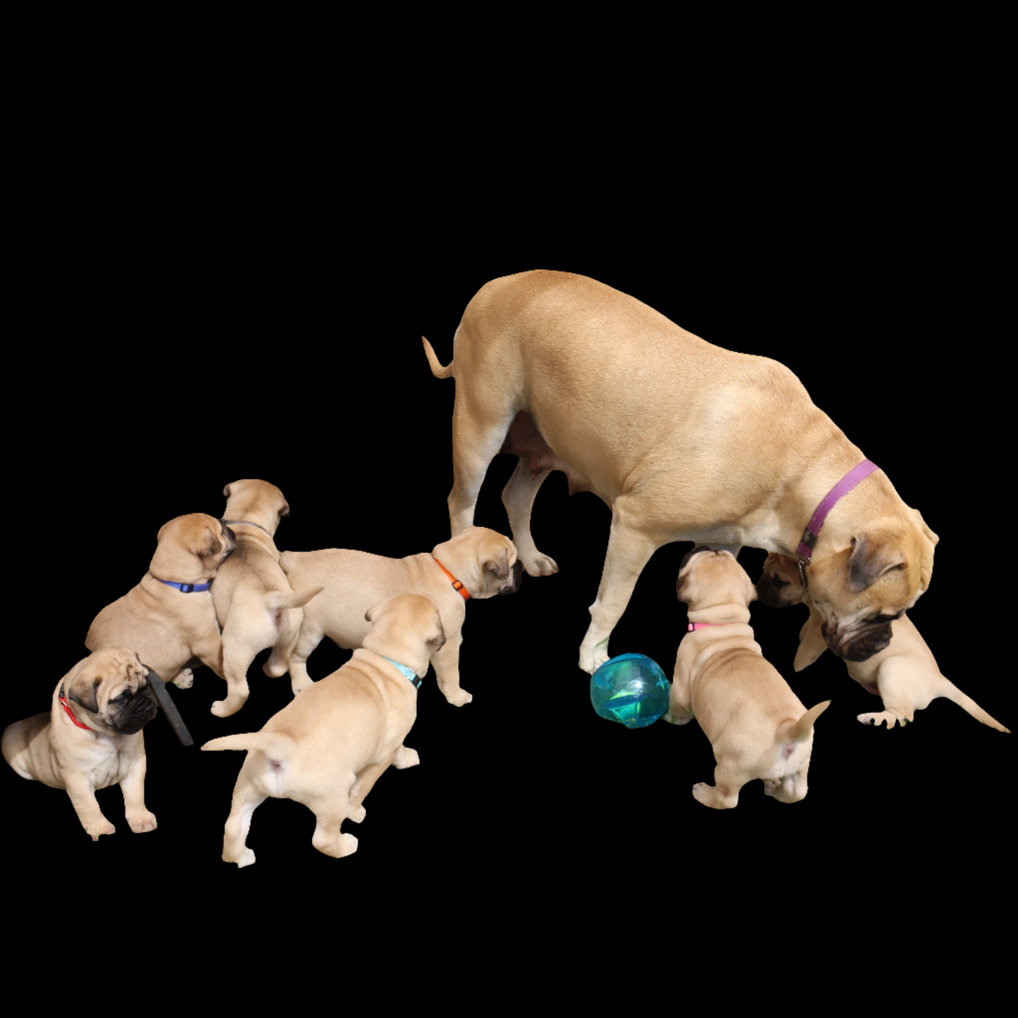 Mother dog with her puppies wearing Oz Fur Kids id collars on a black background