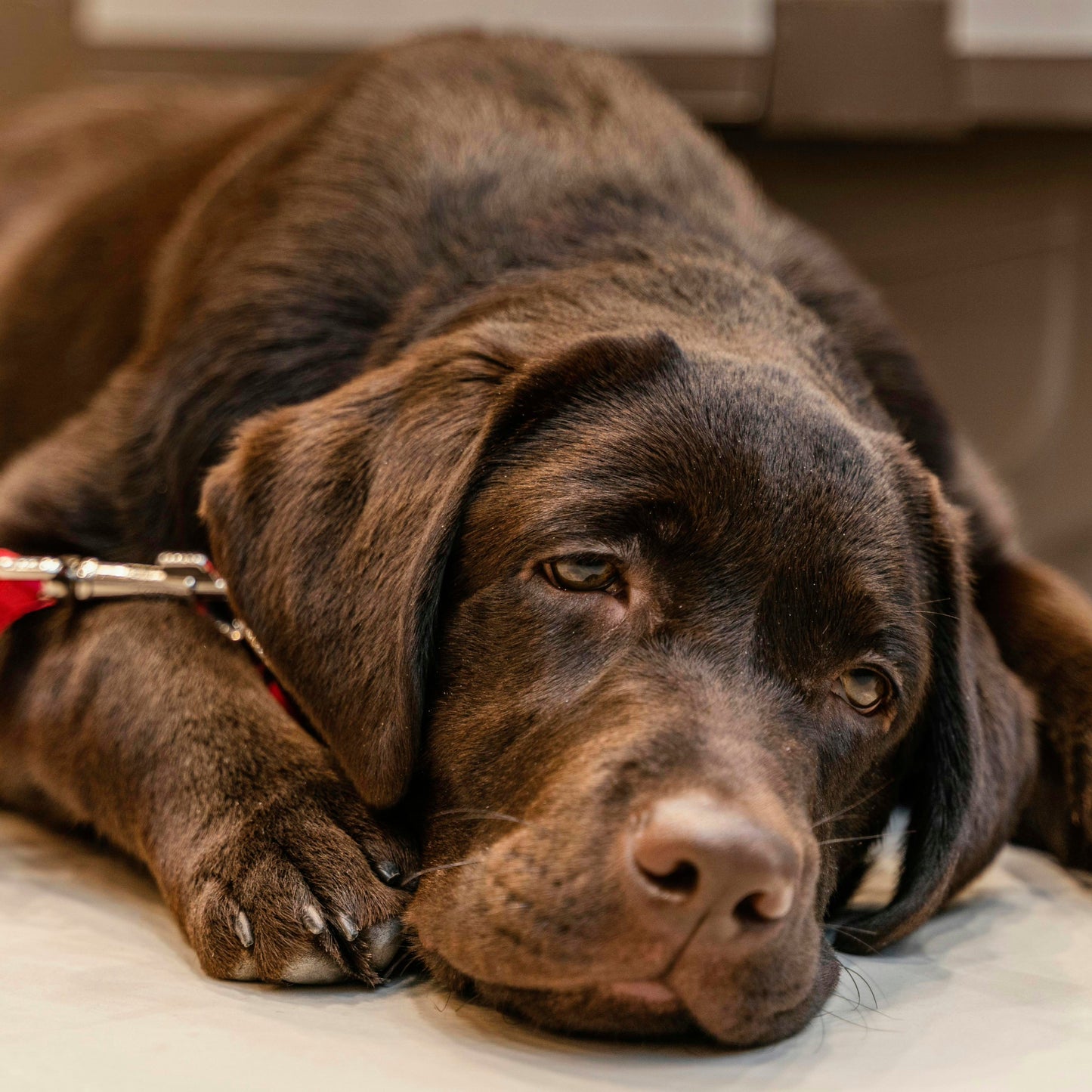 Brown dog lying down on a surface at the vets with a neutral background
