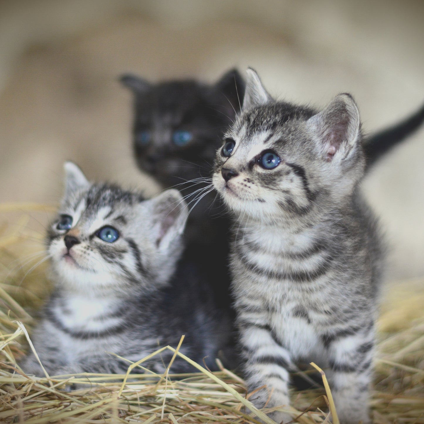 Oz Fur Kids Kitten Gift Pack