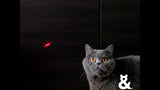 Rufus & Coco Rechargable Cat Laser Pointer Toy