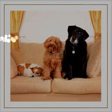 Greeting/Sympathy Cards Dogs - Many Designs!