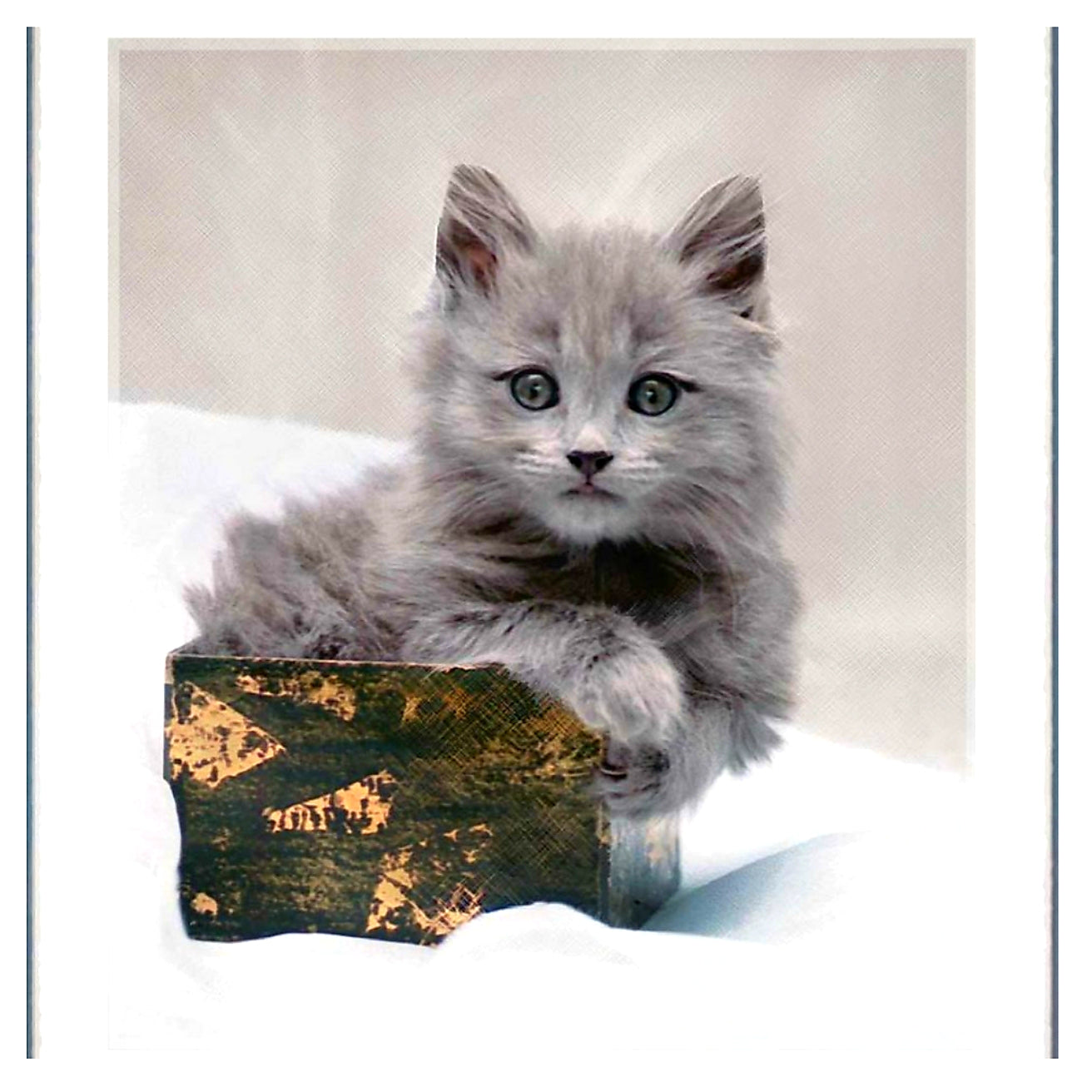 Cards - Cats