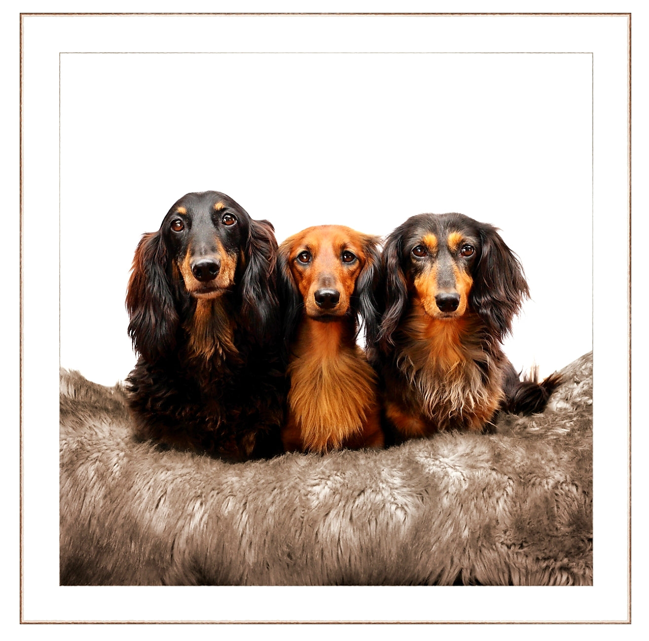 Cards - Dogs - Various Designs