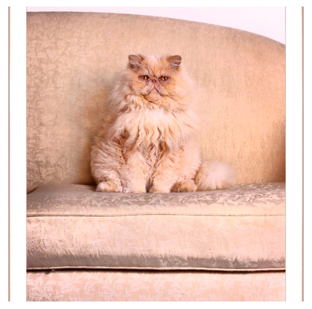 Cards - Cats
