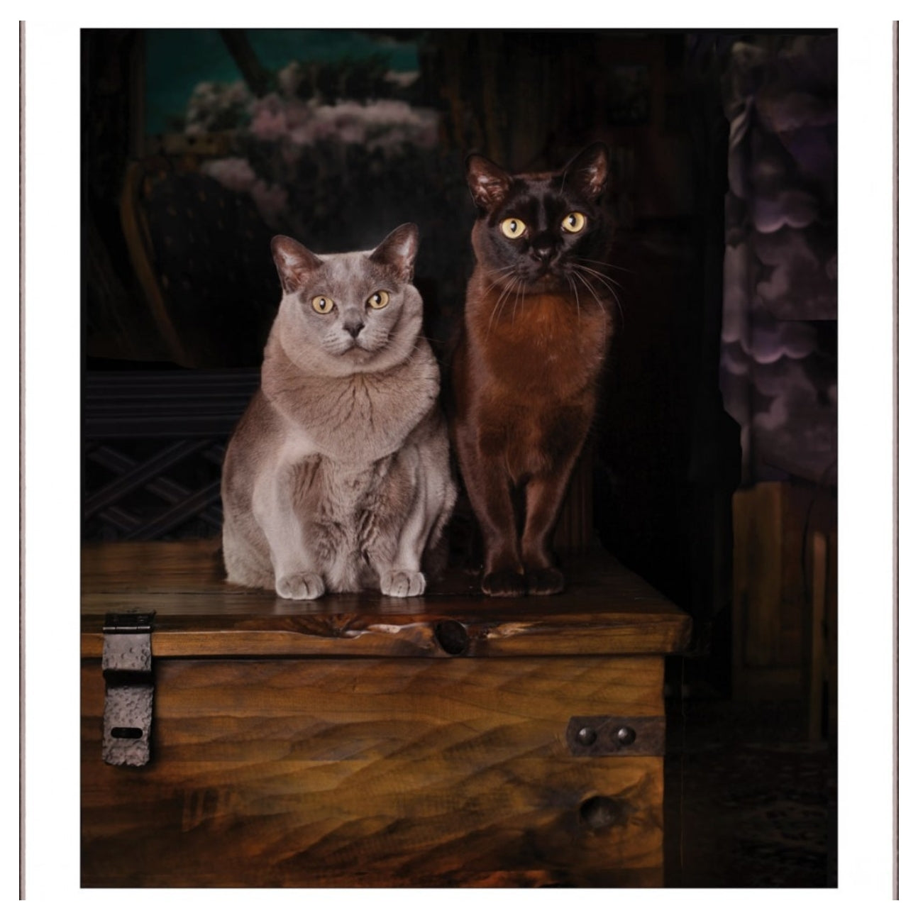 Cards - Cats
