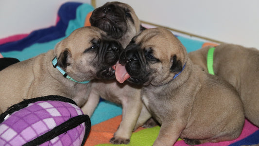 Puppy Development - Week 3