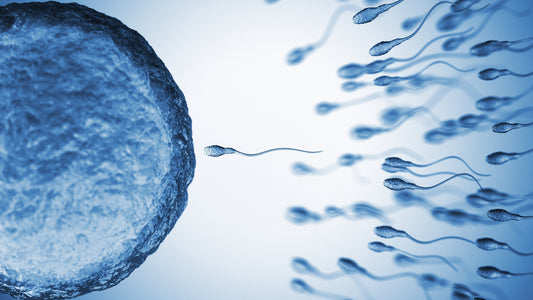 Step-by-Step Guide to Fresh Semen Artificial Insemination in Dogs