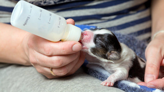 Bottle Feeding Puppies: Safe Feeding Tips for Newborns | Neonate Puppy Care