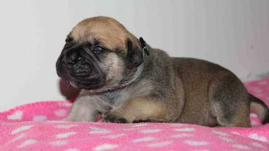 When Do Puppies Start Walking? What’s Normal During Early Development
