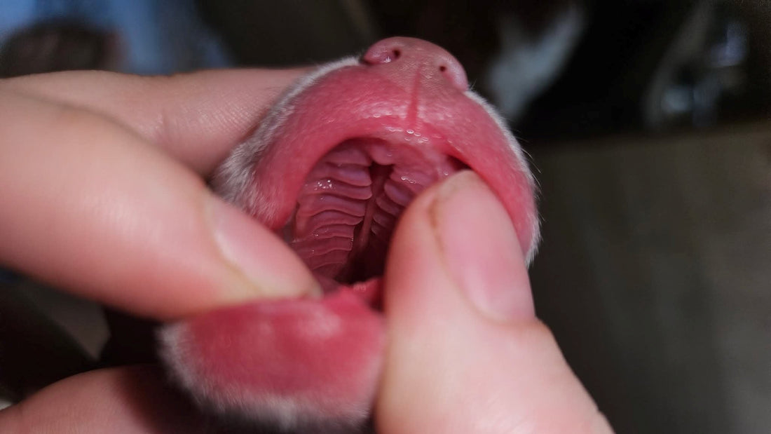 Cleft Palate in Puppies, Early Signs and Feeding Support