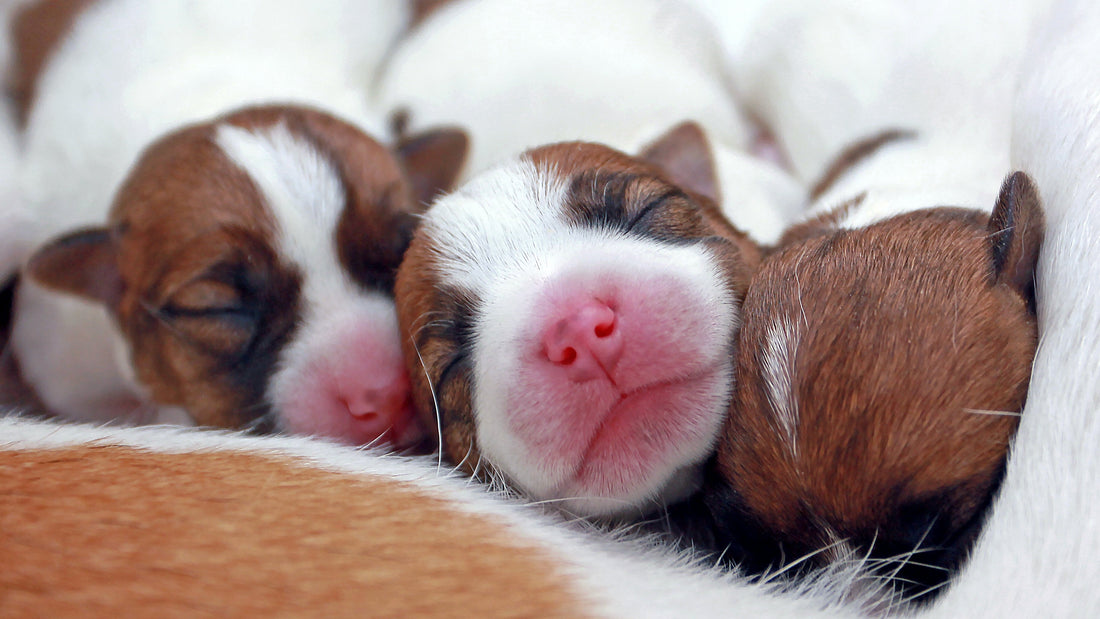 Ideal Temperatures for Puppies from Birth to 12 Weeks