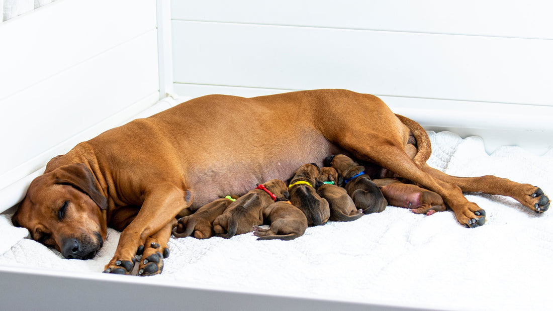 Postpartum Care for the New Canine Mum: What Breeders Should Know