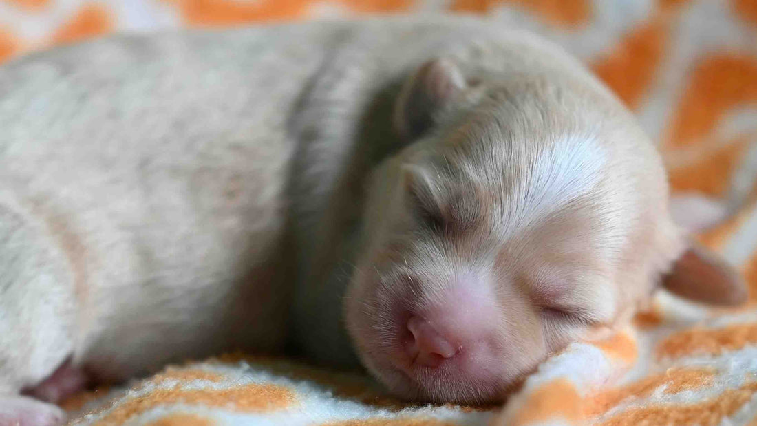 Monitoring Neonatal Puppy Hydration: Signs, Risks, and Interventions