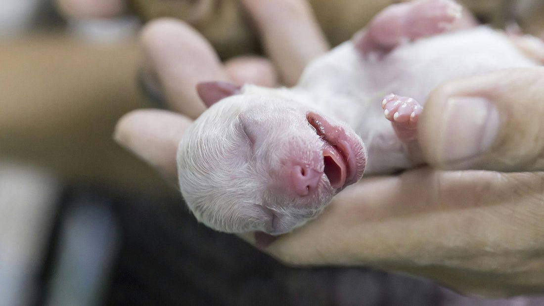Signs of Dehydration in Puppies and What to Do
