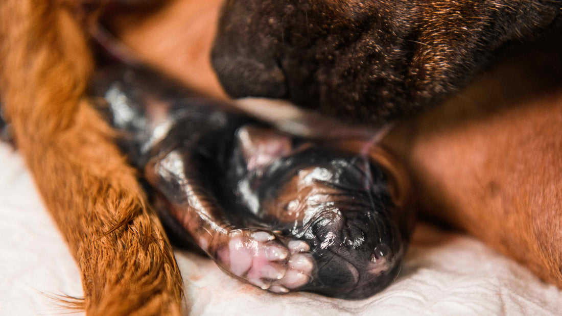 Why Calcium Is Crucial for Whelping Dogs