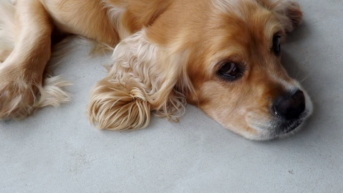 Understanding Pyometra in Dogs: What Every Breeder Should Know: Canine Pregnancy