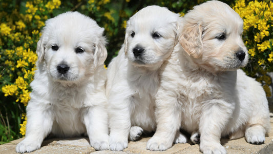 The Link Between Early Socialisation and Future Anxiety in Dogs - Puppy Care 6 Weeks and Beyond