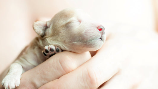 Fading Puppy Syndrome: Understanding Risks and Early Intervention - Neonate Puppy Care