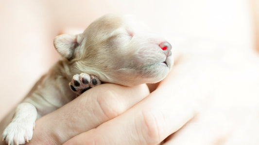Fading Puppy Syndrome: Signs, Causes and What to Do | Neonate Puppy Care