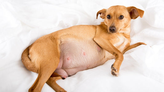 Tracking Foetal Movement in Pregnant Bitches: What Breeders Should Know