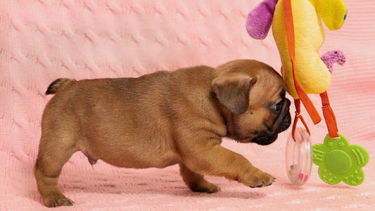 When Do Puppies Start Playing? Understanding Early Puppy Behaviour