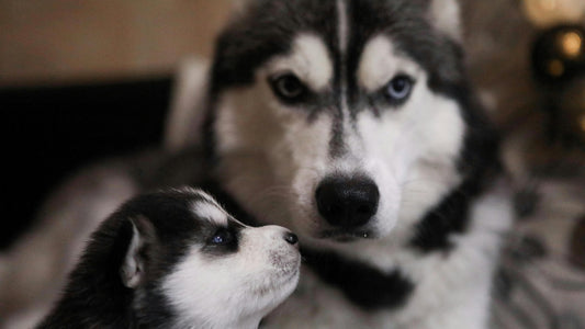 Singleton Puppy Pregnancies: What Breeders Need to Know - Canine Pregnancy