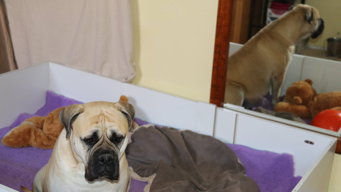 How Do I Know When My Dog Is Going Into Labour?